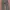 Cargo Pants Dickies photo 2