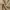 COSTUME O'CLOCK Casual Jeans Pria tan photo 6