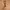 canvas belt photo 1