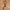 Canvas Belt Motif