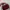 Tas Maroon Belezza 