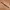 Osfa Jalin Belt