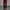 Adidas Streetwear Sportswear Jeans Pria burgundy red photo 1