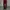 Adidas Streetwear Sportswear Jeans Pria Burgundy Red