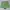 Barbour Casual Short Pria Green