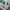 Barbour Casual Short Pria green photo 6