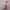 Boneka Piglet