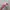 Boneka Piglet photo 4