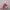 Boneka Piglet photo 5