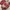 Guess Vintage Y2K Crossbody Bag Wanita pink cream photo 4