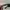 BVLGARI Sunglasses (100% ori) photo 4