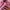 Adidas Gorpcore Indie Sneakers Wanita pink photo 2