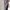 Burberry Vintage Luxury Sweater Pria cream tan photo 6