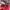 GAP Streetwear Puffer jacket Wanita red photo 5