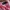 Y2K Casual Shirt Wanita pink photo 2