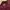 Nike polo shirt maroon photo 4