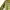 Dior Luxury Casual Polo Shirt Pria Cream Tan