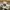 Chinos Pants Dickies 1922 Khaki photo 4