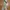 Algonquins Streetwear Dungaree Pria white photo 3