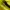 Adidas Sportswear Casual Bag Pria yellow photo 5