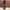 CARGO PANTS BAGGY BROWN - LACROSSE photo 1
