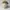 Kangol 504 Wool Camel Color Flatcap  photo 1