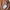 Carhartt pocket t-shirt Tan photo 4