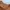Carhartt pocket t-shirt Tan photo 2