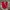 Trackpants Adidas Red Scarlet Cw  photo 1