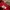 Trackpants Adidas Red Scarlet Cw  photo 3