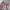 Celana jeans Realtree pink photo 4