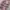 Celana jeans Realtree pink photo 2