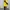 Zara Sportswear Casual shirt Pria yellow photo 3