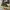 Converse Allstar Hi Camo Back Zipper photo 4