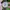 Jam Minnie Mouse Disney Lorus Jumbo photo 1