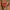 Ralph Lauren chifon dress orange  photo 3