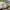 Chinos Pants Dickies Basic Khaki photo 3