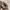 Beams Avant Garde Casual Casual shirt Pria white brown photo 3