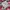 Hoodie Zipper A Bathing Ape Shark Miami photo 3
