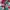 Hoodie Zipper A Bathing Ape Shark Miami photo 6
