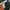 Dickies Work Pants 874 Licoln Green photo 7
