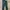 Dickies Work Pants 874 Licoln Green photo 2