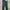 Dickies Work Pants 874 Licoln Green