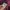 Phat Farm Streetwear Y2K Hoody Pria burgundy photo 6