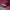 Phat Farm Streetwear Y2K Hoody Pria burgundy photo 5