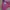 Phat Farm Streetwear Y2K Hoody Pria burgundy photo 3