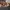 Nike SB dunk Dark Russet Cedat photo 1
