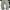 Carhattt Pants Cargo Moss photo 2