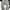 Carhattt Pants Cargo Moss