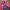 Burberry Luxury Blazer Pria Red